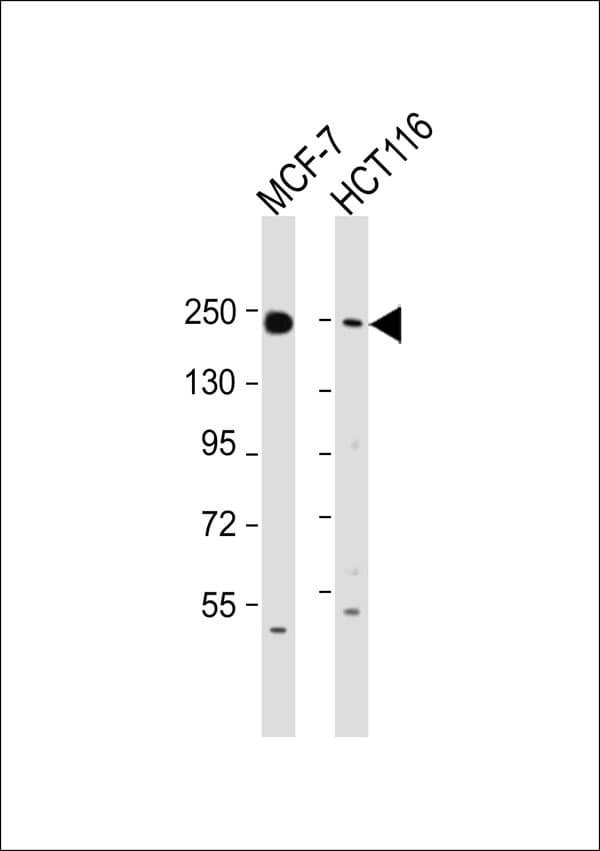 MYH14 Antibody