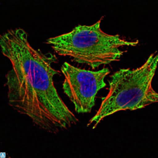 STAT6 Antibody