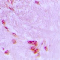 CDC27 Antibody (Internal)