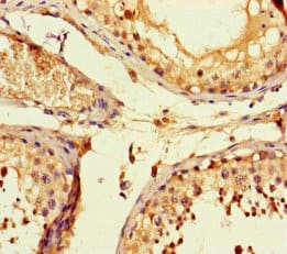 FSTL1 Antibody