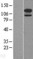 CDH13 / Cadherin 13 Protein (Over-Expression Lysate Myc-DDK (Flag))