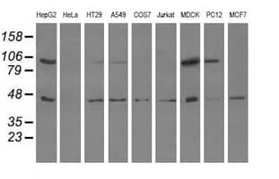 ALDH1L1 Antibody (clone 1H6, Carrier-free)