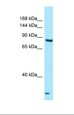 THADA Antibody (aa697-746)
