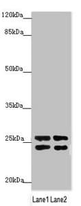GRPEL1 Antibody