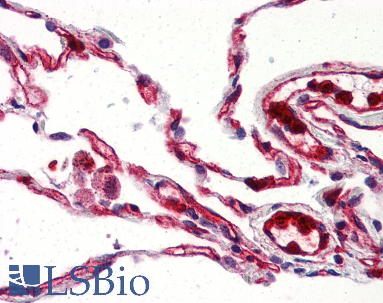 IHC-plus™ GPR132 / G2A Antibody (C-Terminus)