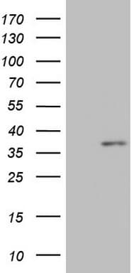 MED6 Antibody (clone OTI3C9)