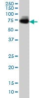 MGAT4A Antibody (clone 4H4)