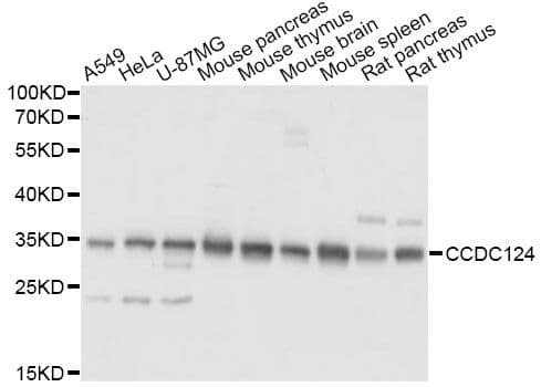 CCDC124 Antibody