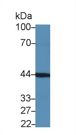 FGFRL1 Antibody (aa164-374)