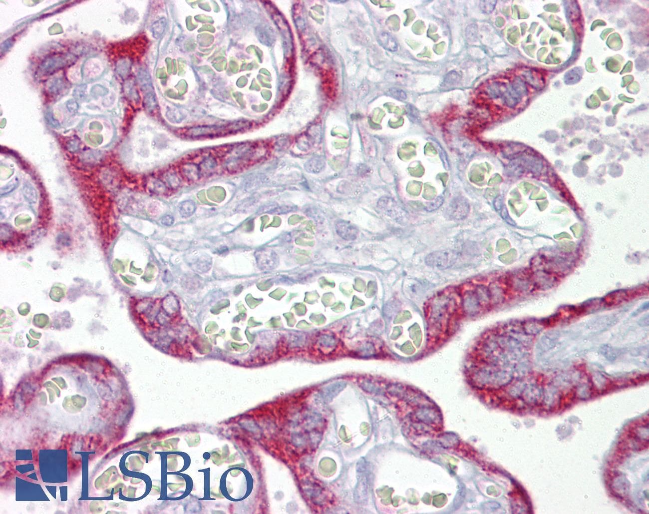 MtTFA / TFAM Antibody (aa151-200)
