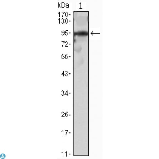 SNAI2 / SLUG Antibody
