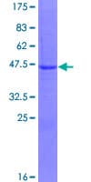 Human C9orf89 Protein (Recombinant GST)