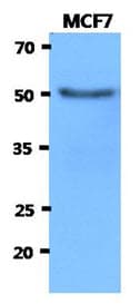 IHC-plus™ Monoclonal Mouse anti-Human HEXA Antibody (clone AT20F1, IHC, WB)