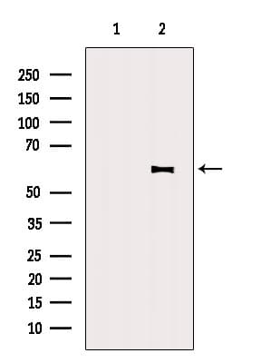 Polyclonal Rabbit anti-Human NMD3 Antibody (WB)