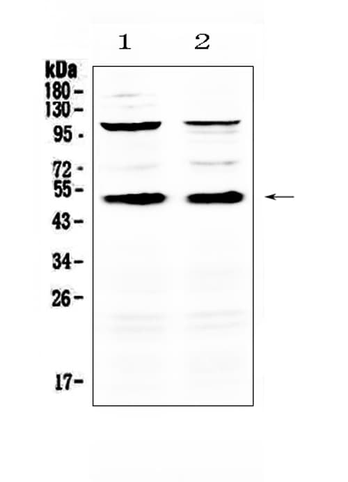 Monoclonal Mouse anti-Mouse CD14 Antibody (IHC, WB)