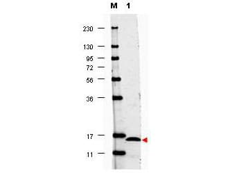 IL17F Antibody