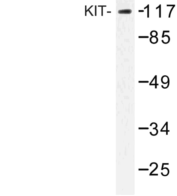 c-Kit / CD117 Antibody (Glu930)