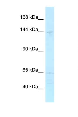 MYBBP1A Antibody (C-Terminus)
