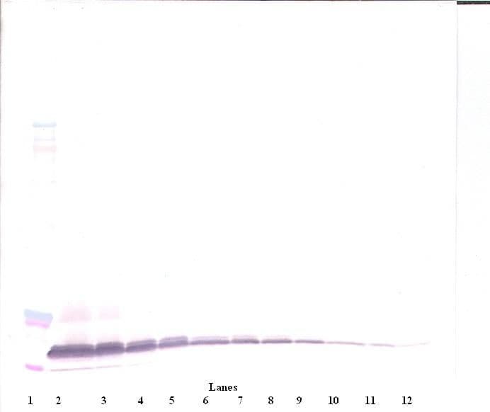 IHC-plus™ BTC / Betacellulin Antibody