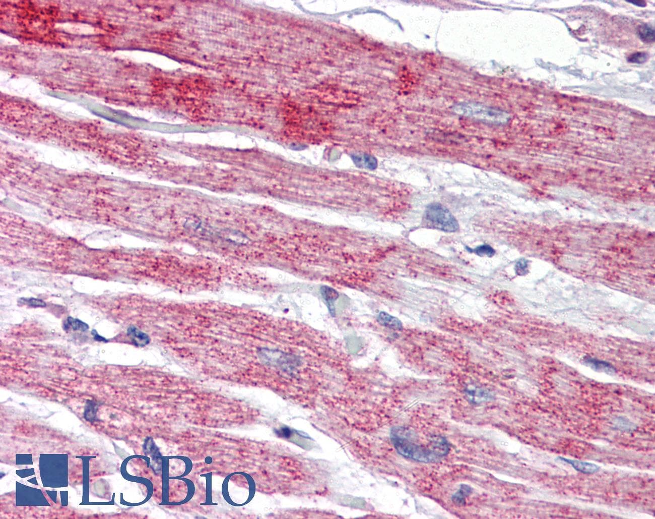 NPTX2 Antibody