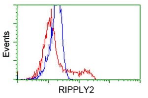 RIPPLY2 Antibody (clone OTI1B5, Carrier-free)