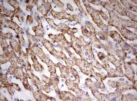 HADH Antibody (aa57-314, clone OTI7C9)