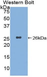 XPC Antibody (aa734-933)