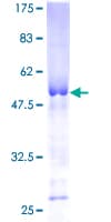 Human TPPP Protein (Recombinant GST)