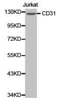 PECAM-1 / CD31 Antibody