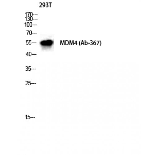 MDM4 / MDMX Antibody (310-390 aa)