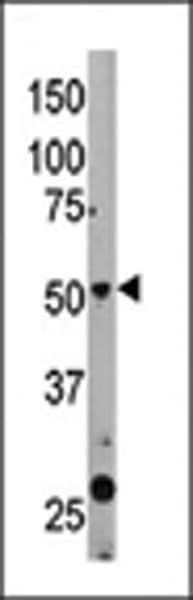 BECN1 / Beclin-1 Antibody (aa181-210)