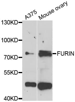 FURIN Antibody