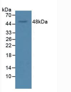 VEGFA / VEGF Antibody