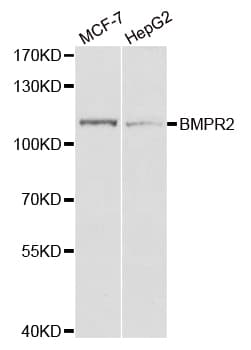 BMPR2 Antibody