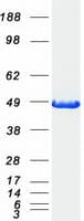 Human CCBL1 Protein (Recombinant Myc-DDK (Flag))