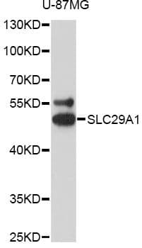 SLC29A1 / ENT1 Antibody