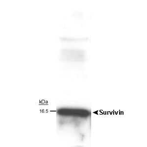 BIRC5 / Survivin Antibody (clone 60.11)