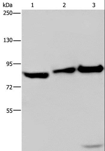 MAPRE3 / EB3 Antibody