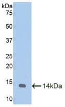 MTNR1A / Melatonin Receptor 1a Antibody (aa312-366, Biotin)