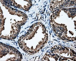 DCXR Antibody (clone OTI4H10, Carrier-free)