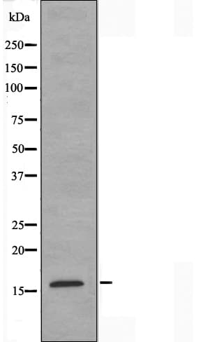 Polyclonal Rabbit anti-Human MRPS18C Antibody (IHC, IF, WB)