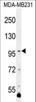 IHC-plus™ PCDHA3 Antibody (aa773-800)