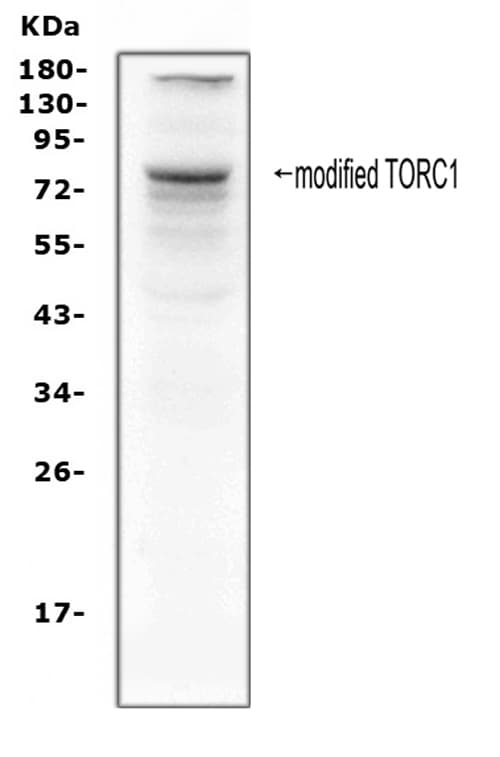 Polyclonal Rabbit anti-Human CRTC1 / MECT1 / TORC1 Antibody (aa506-521, WB)