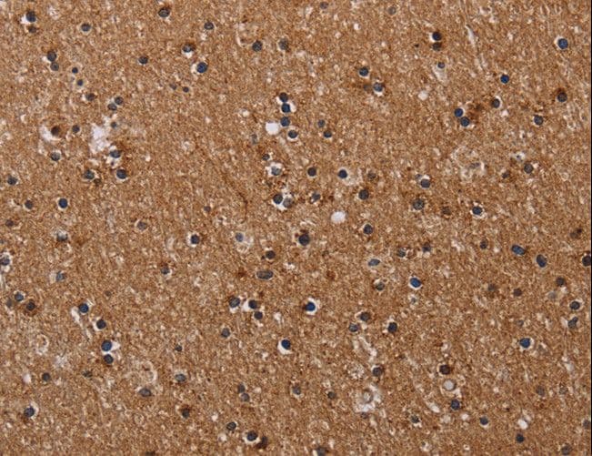 CLDND1 Antibody