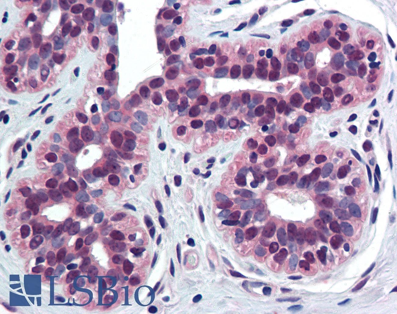 IHC-plus™ TNFRSF10B / Killer / DR5 Antibody (aa388-407)