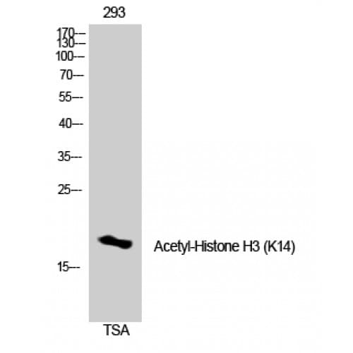 Polyclonal Rabbit anti-Human Histone H3 Antibody (1-80 aa, IF, WB)
