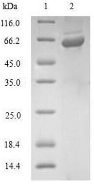 Human GLRX3 / Glutaredoxin 3 Protein (Recombinant GST, N-terminus)