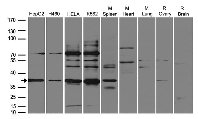FGF2 / Basic FGF Antibody