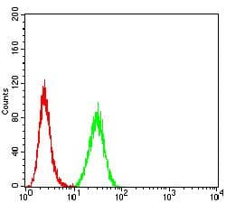PRKAB2 / AMPK Beta 2 Antibody (clone 8F5B2)