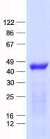 Human FOXP3 Protein (Recombinant His, N-Terminal)